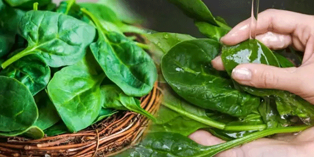 Ispanak uyarısı şaşkına çevirdi: Sakın tüketmeyin