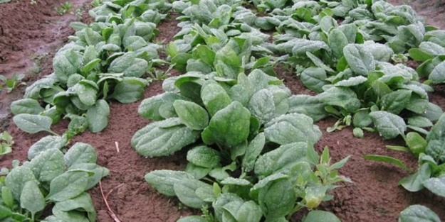 Ispanaktan bomba dedektörü yaptılar!