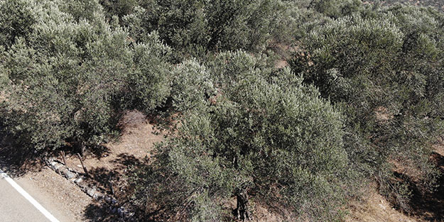 İspanya ve İtalya artık üretemiyor! Öyle bir üretim yaptık ki... Dünya Türkiye'nin kapısını çalacak