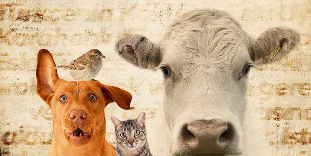 İspanya'da bir ilk: Hayvanlara kötü muameleye yasal düzenleme