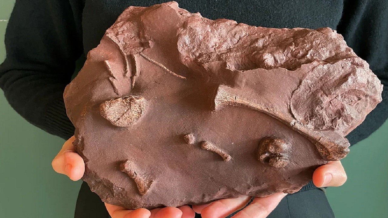 İspanya'da büyük keşif