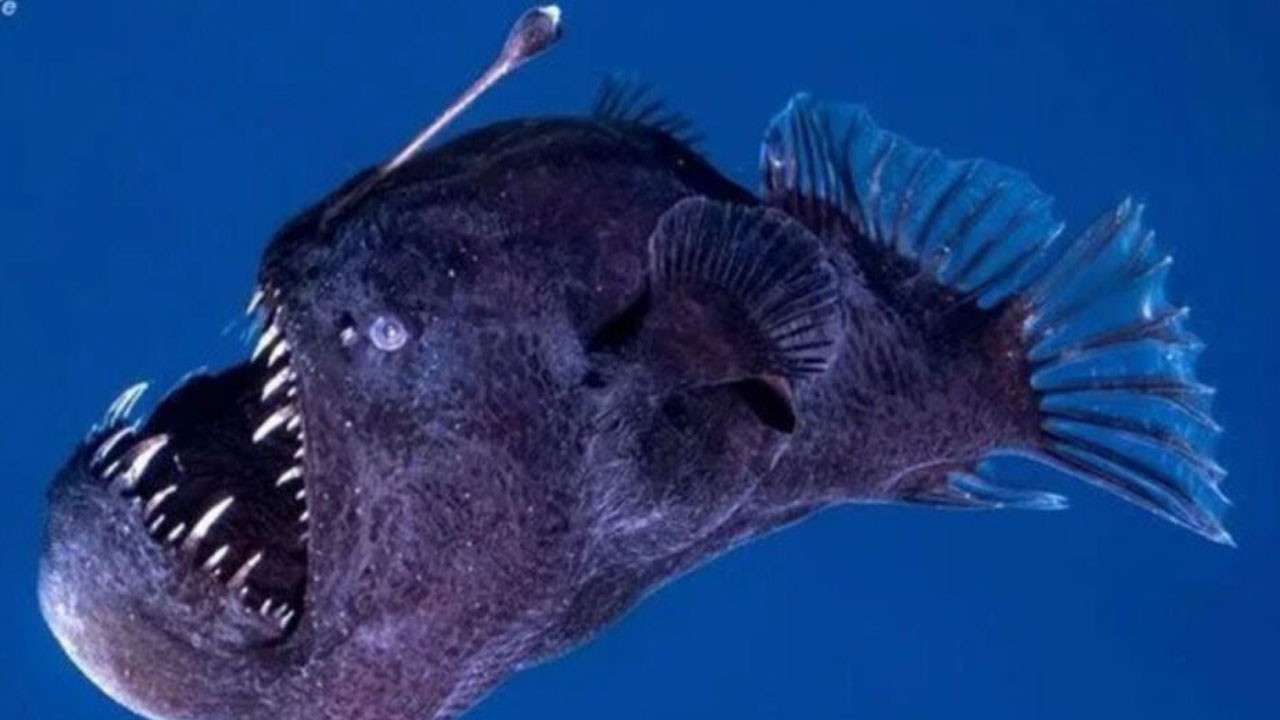 İspanya'da Deniz Şeytanı ilk kez görüntülendi: Okyanus'un derinliklerinde beklenmedik keşif