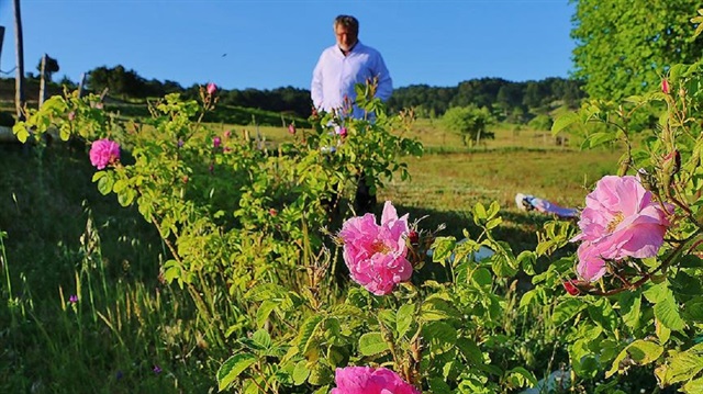 Isparta gülü Kazdağları'nda büyüyecek