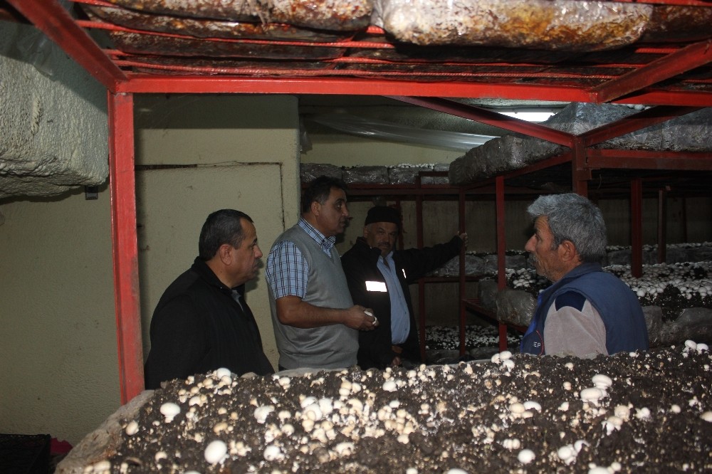 Isparta’da 53 bin metrekare alanda 5 bin ton mantar üretimi 