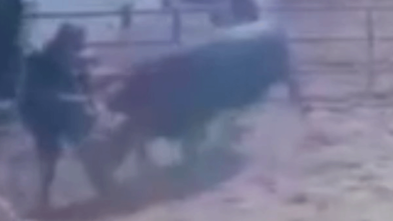 Isparta'da çılgına dönen boğa sahibini ağır yaraladı!