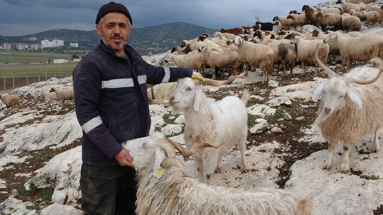 Isparta’da çobanların kurt kabusu büyüyor