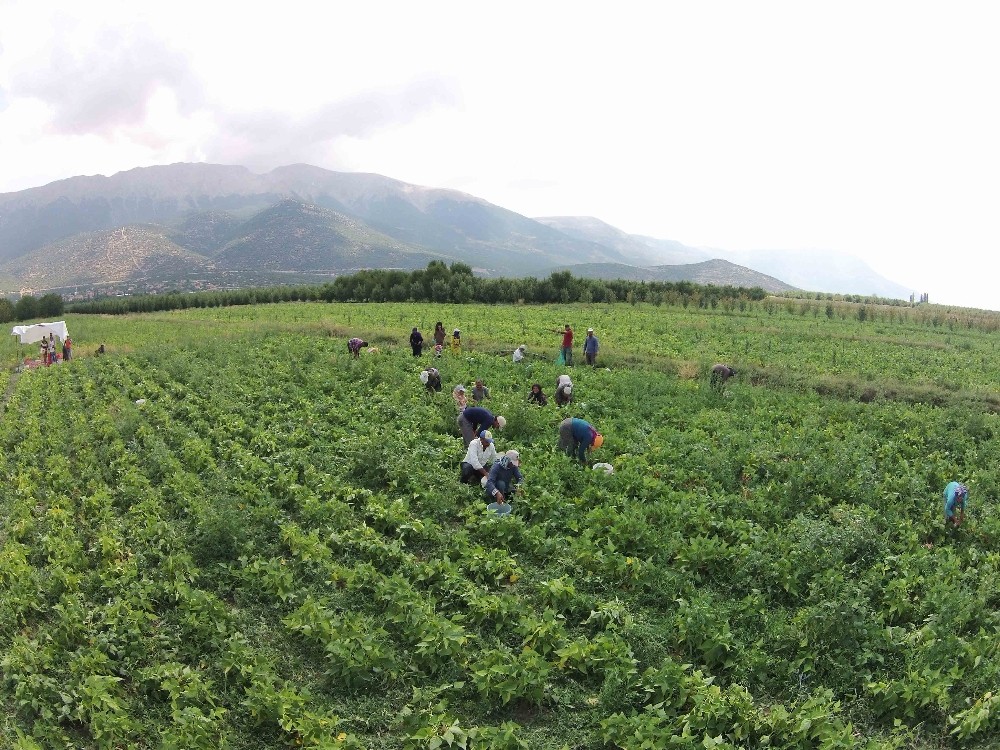 Isparta’da sulama sezonu başladı 