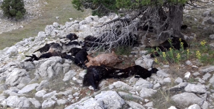 Isparta'da yıldırım düştü: 31 keçi telef oldu