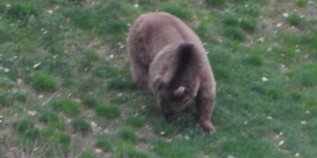 İspir’de ayılar tedirgin ediyor! O ilimize önemli uyarı: Kış uykusundan uyandılar