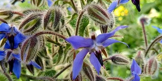 Ispıt otu tam bir şifa kaynağı