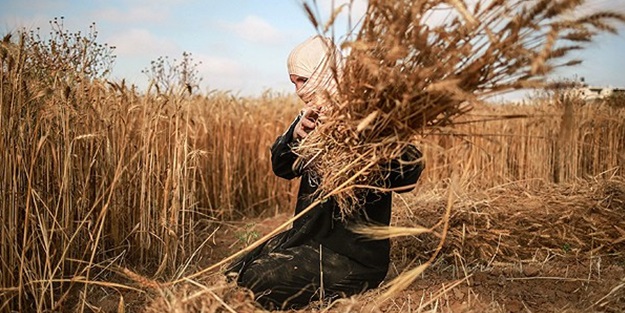 İsrail ateşi altında hasat