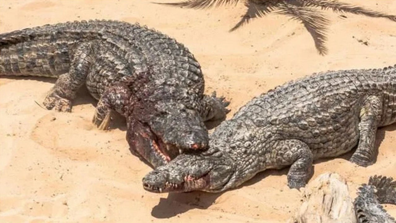 İsrail barbarlığından timsahlar da nasibini aldı