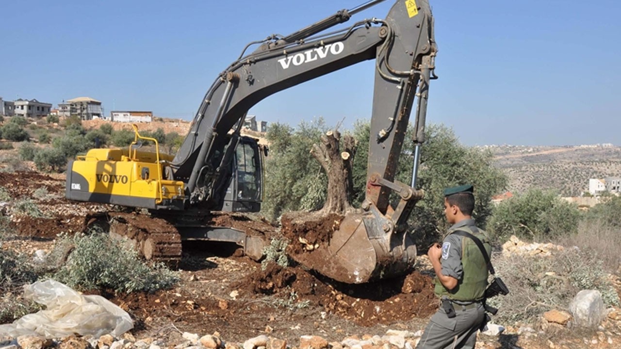 İsrail Batı Şeria'da zeytin ağaçlarını yaktı: Yasa dışı yerleşimleri Filistin devletini engelliyor