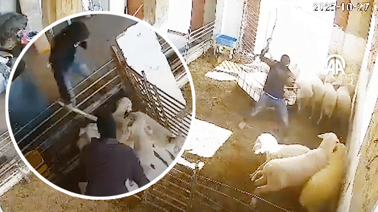 İsrail daha ne kadar alçalacak? Terör devletinin katilleri masum hayvanları da katletti