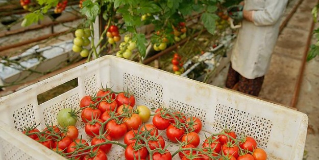 İsrail, Türkiye'den ithal edilecek domatesten vergi almayacak