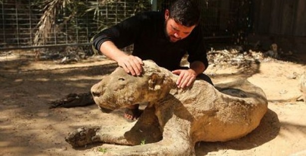 İsrail zulmü hayvanlara da uğradı