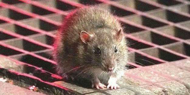 İsrail’de farelerden bulaşan yeni bir salgın çıktı