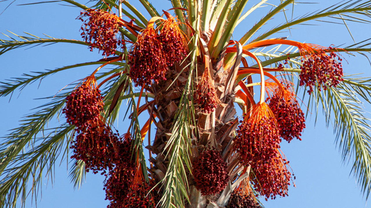 İsrail'de 'tarım' çöküşü! Hiç bir ülke almıyor ürünler dalda çürüyor!