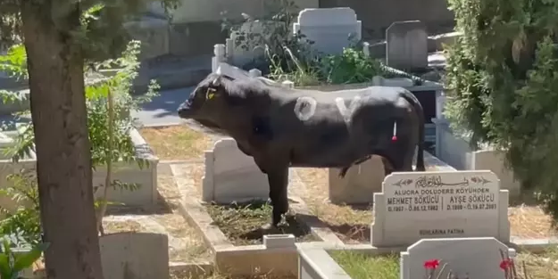 İsrail’den bir kalleşlik daha! Onların haklarını ellerinden aldı