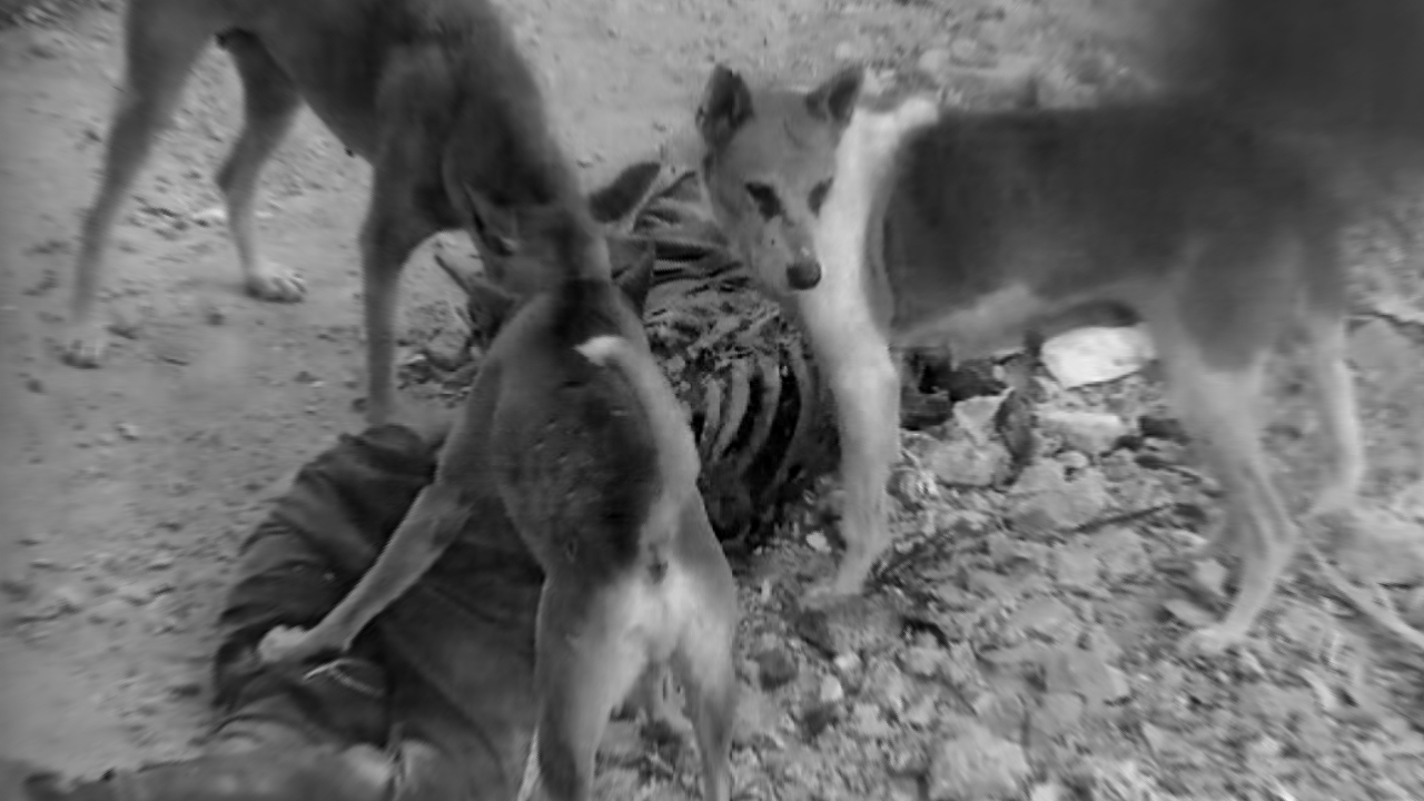 İsrail'in katlettiği şehidlerin cenazelerini vahşi hayvanlar yiyor!