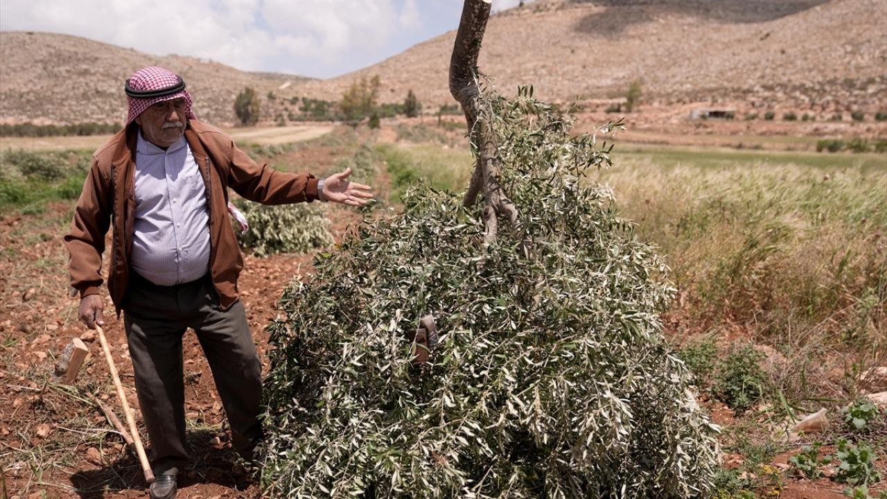 İsrailli işgalciler Batı Şeria'da Filistinlilere ait 850 üzüm ve zeytin ağacını yok etti