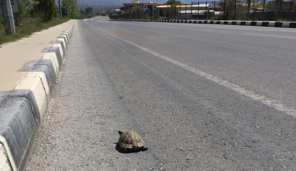 Issız sokaklar kaplumbağaya kaldı 