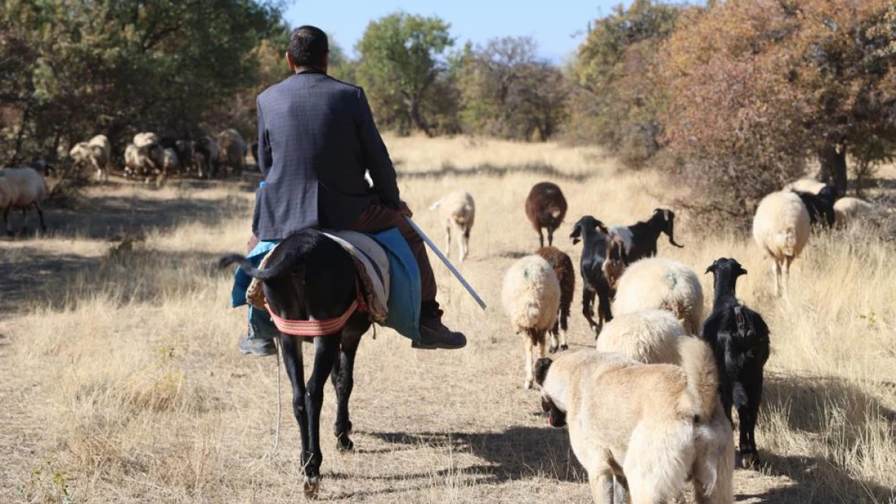 İşsizlik mi var iş beğenmeme mi!? 70 bine Elazığ’da çoban bulunamıyor!