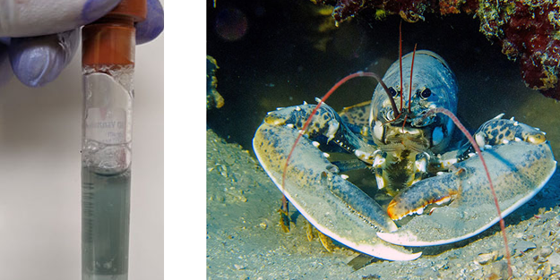 İstakozların kanı neden mavi renk? İşte sizi çok şaşırtacak sebebi