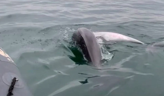 İstanbul açıklarındaki olay makaleye konu oldu! Ölen yunusun başında günlerce bekleyip karaya çıkardı