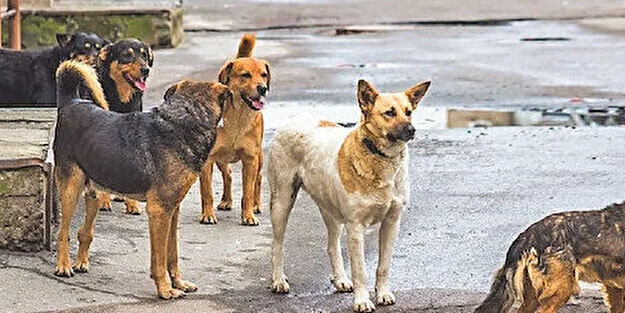 İstanbul, Ankara ve İzmir'deki başıboş köpek sayısı! Dehşete düşüren rakam açıklandı