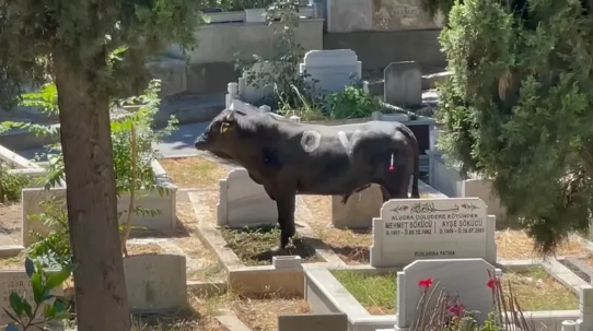 İstanbul Beyoğlu'nda kaçan kızgın boğa 2 kişiyi yaralayarak mezarlığa daldı