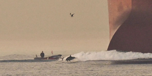 İstanbul Boğazı'na yunuslar geldi
