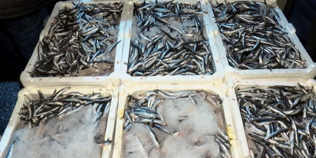 İstanbul Boğazı'nda av yasağı kararı!