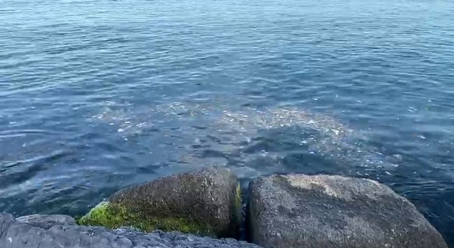 İstanbul Boğazında çöp tehdidi 