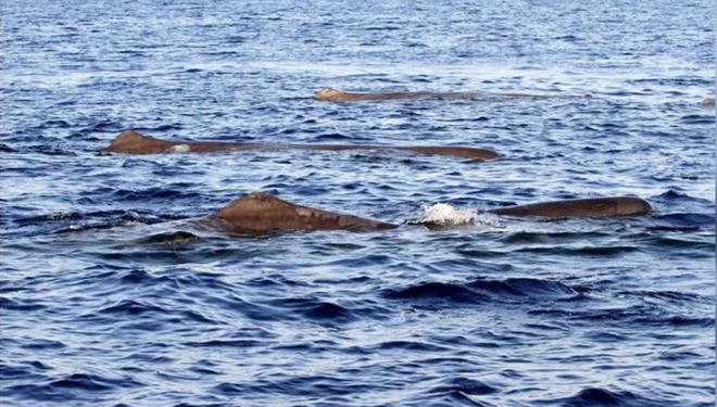 İstanbul Boğazı’nda korkutan stres! Türler tehlike altında