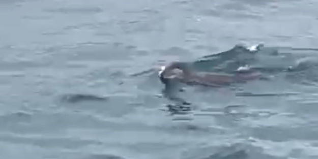 İstanbul Boğazı'nda ortaya çıktı! Vatandaşları şaşkına çevirdi