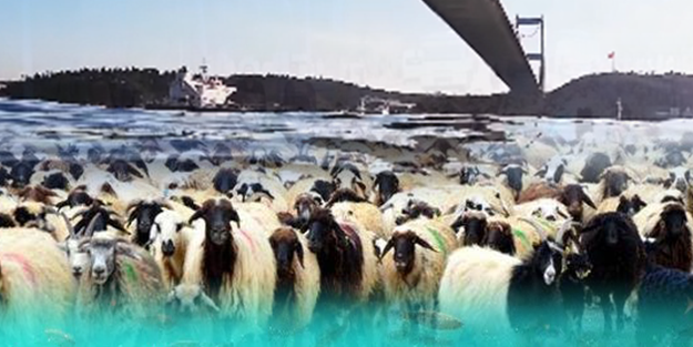 İstanbul Boğazı'nın altında 22 bin koyun var! Yürekleri burkan hikaye