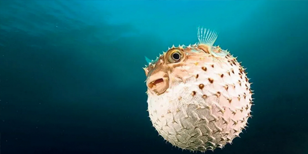 İstanbul, Bursa'ya ve birçok il için büyük istila başladı! Flaş bir haber, böyle duyuruldu: Tarih verildi, o tarihte giriş yapacak