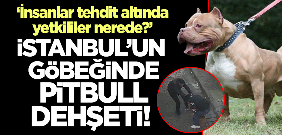 İstanbul'un göbeğinde pitbull dehşeti! 