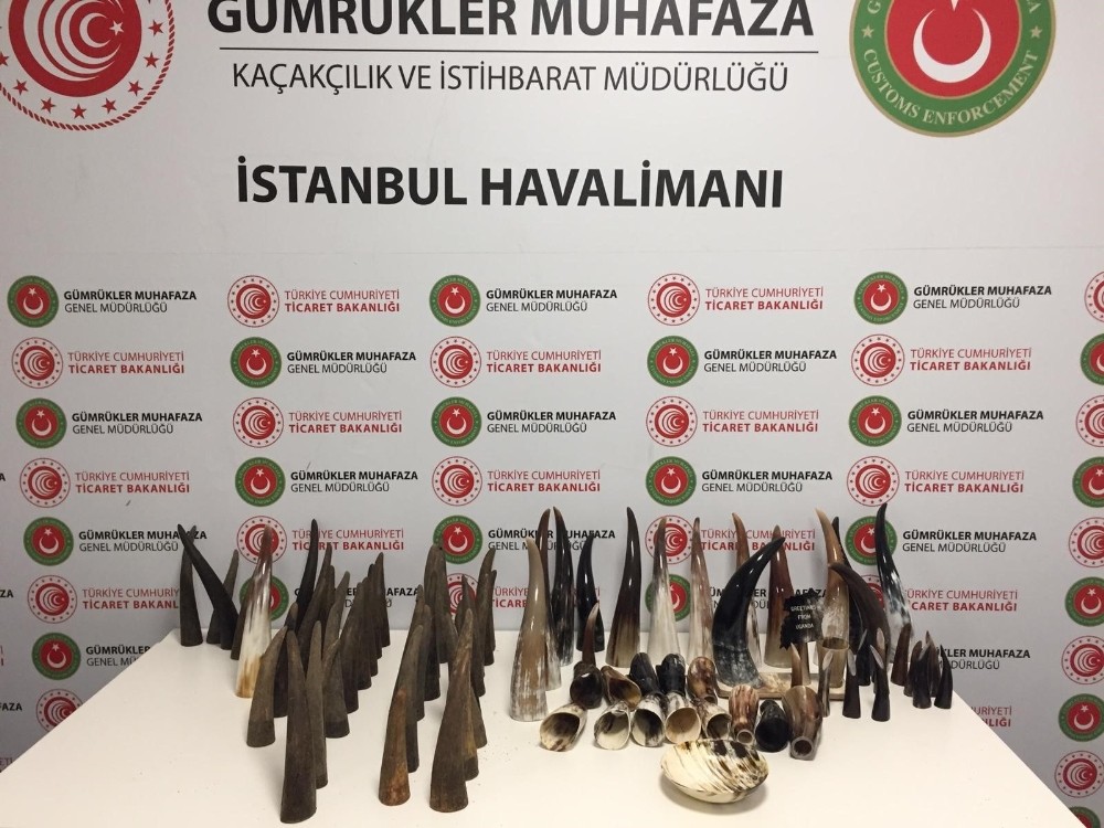 İstanbul Havalimanı’nda bufalo boynuzu operasyonu 