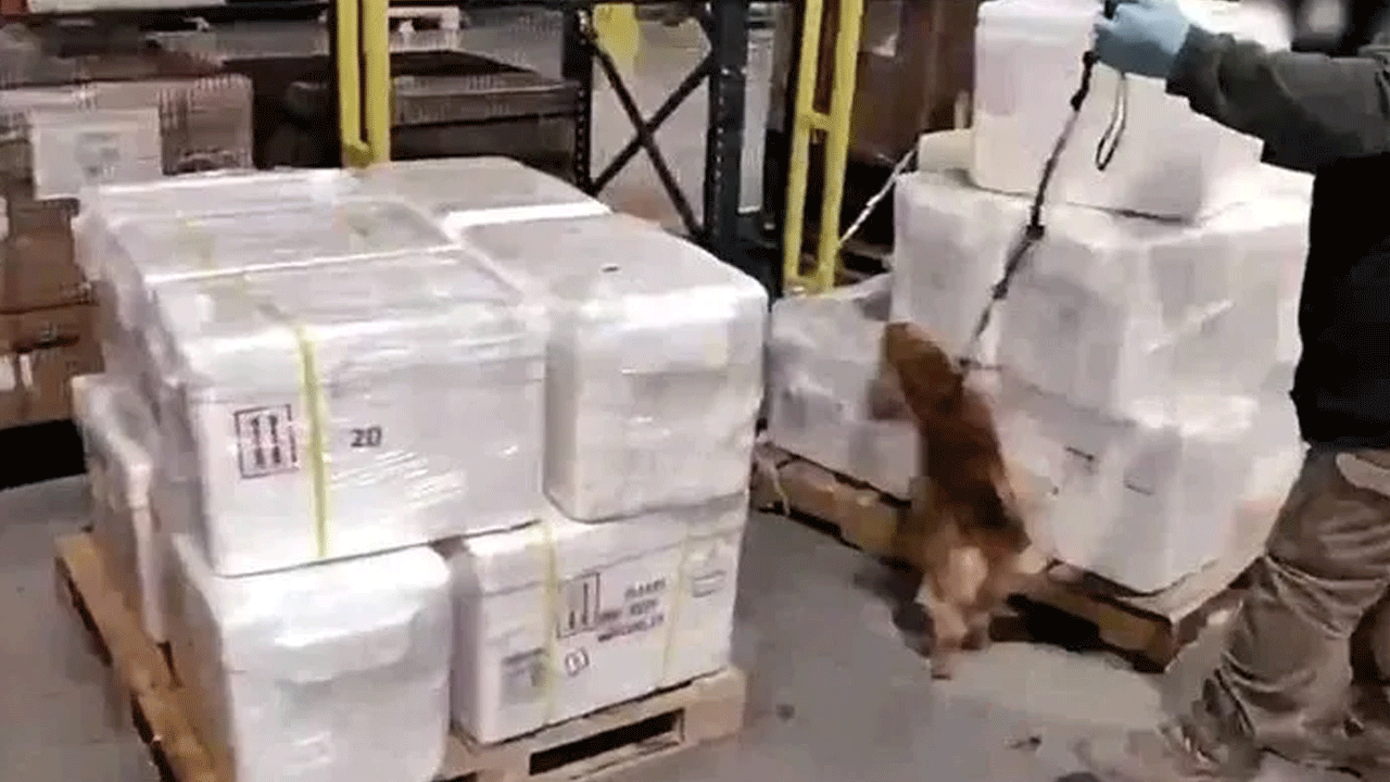 İstanbul Havalimanı'nda büyük uyuşturucu operasyonu! 455 kilo kokain ele geçirildi