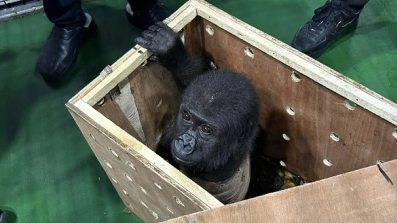 İstanbul Havalimanı'nda kurtarılan yavru gorilin akıbeti belli oldu!
