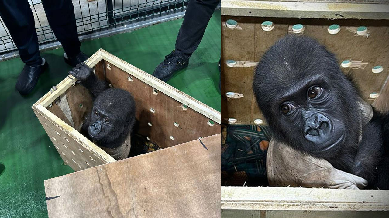 İstanbul Havalimanı'nda yavru goril şoku!