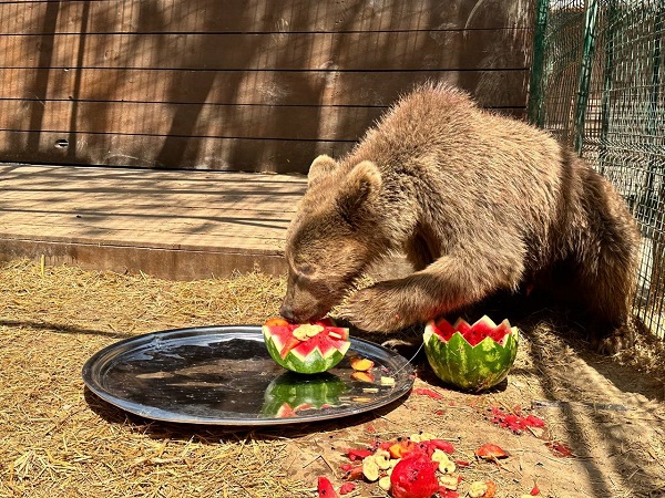 İstanbul kavruluyor! Hayvanlar böyle serinledi