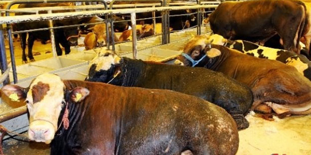 İstanbul kurban satışı pazar yeri: İstanbul’da hangi ilçede kurban satış çadırları var?