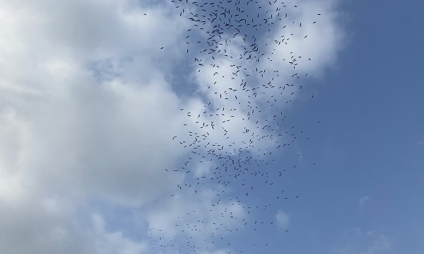 İstanbul semalarını leylekler süsledi
