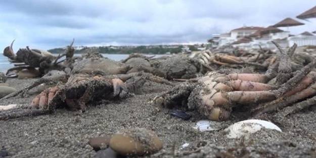 İstanbul-Silivri'de endişelendiren görüntü! 'Daha önce böyle bir görüntü görmedik'