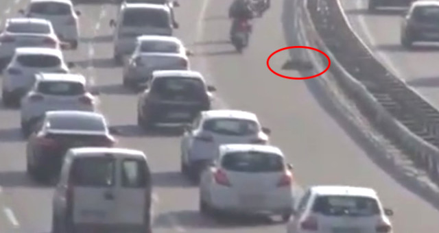 İstanbul trafiğinde şok geçiren köpek!
