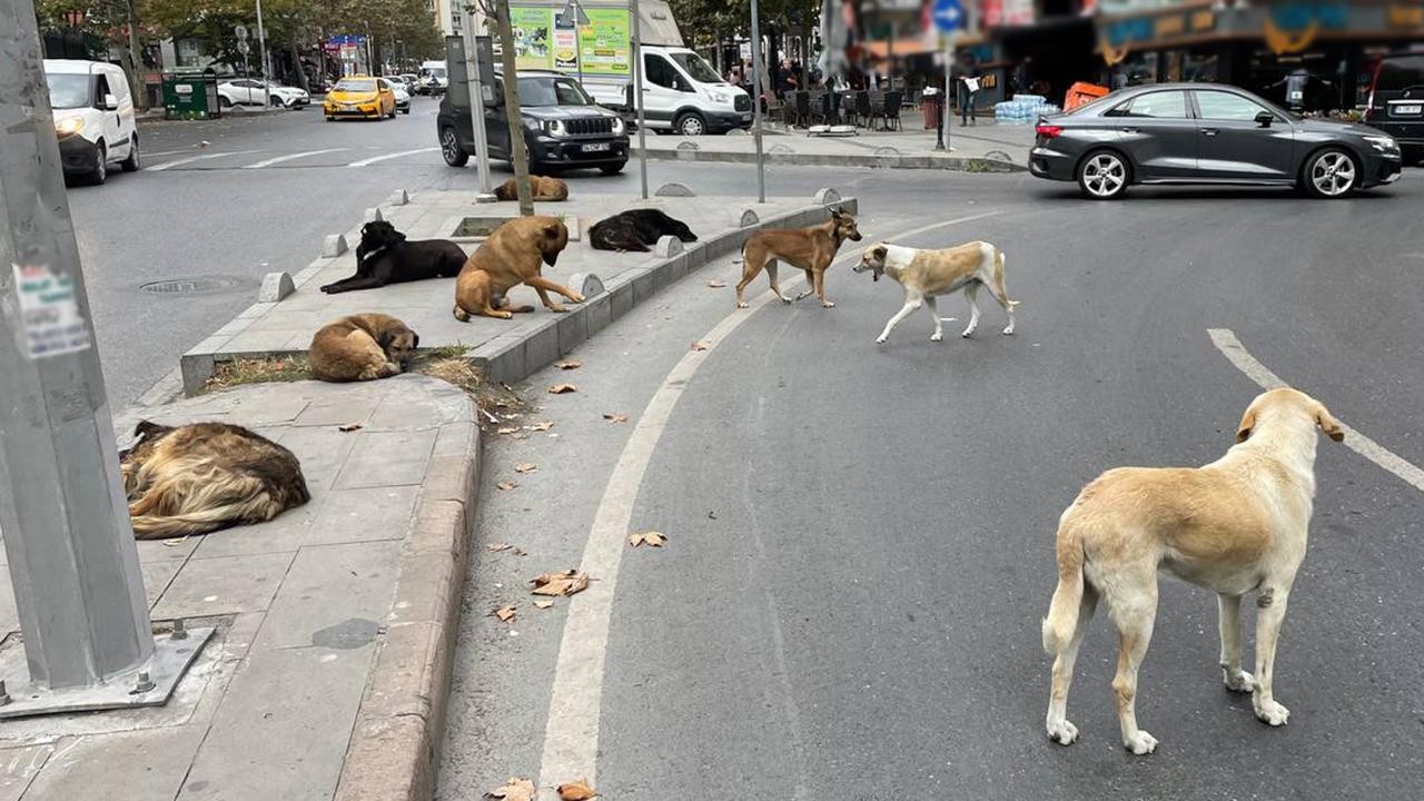 İstanbul Valiliğinden net tavır! İstanbul’da sokak köpekleri hamlesi