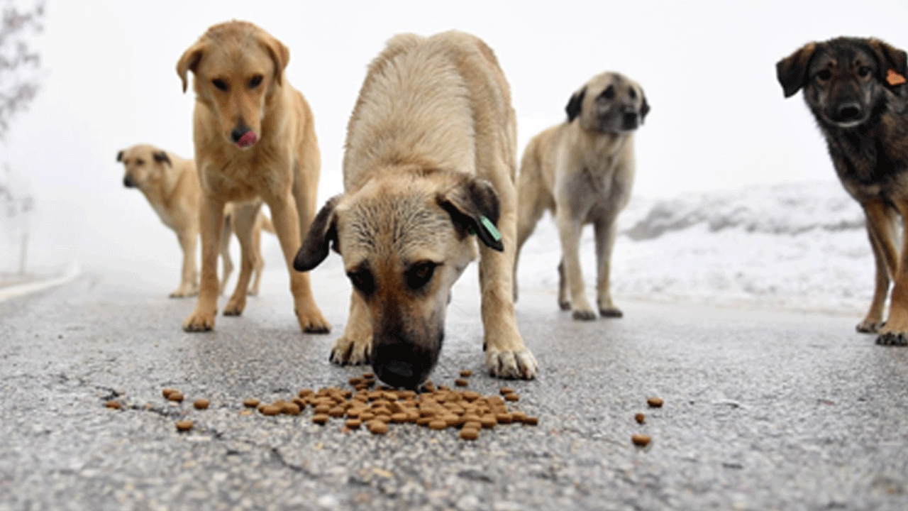 İstanbul Valiliği'nden sokak hayvanları için son uyarı! 17 Mart’a kadar...